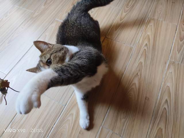 vivo X90实测!综合表现均衡,同价位难寻敌手