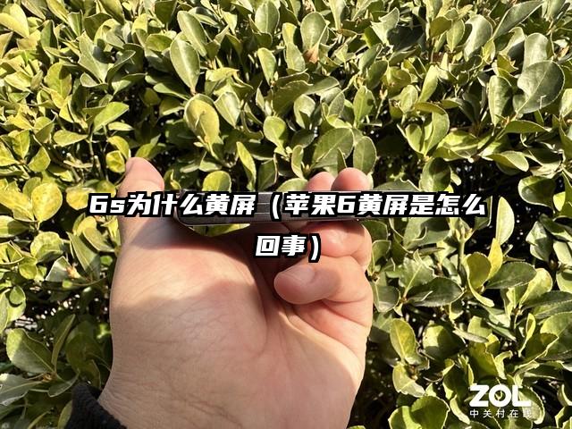 6s为什么黄屏（苹果6黄屏是怎么回事）